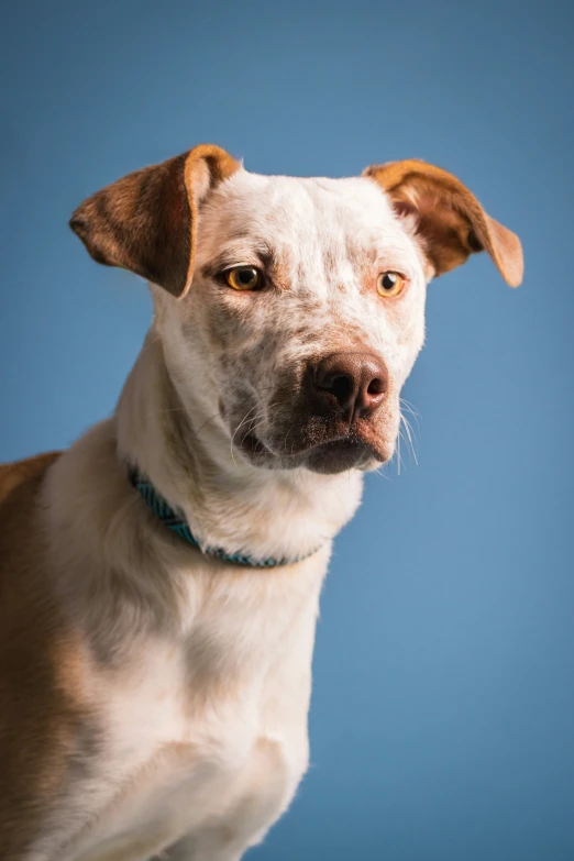 a close up picture of a dog looking at the camera