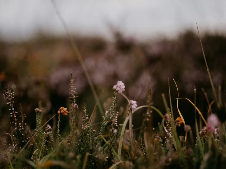 the grass and flowers have been pographed in this po