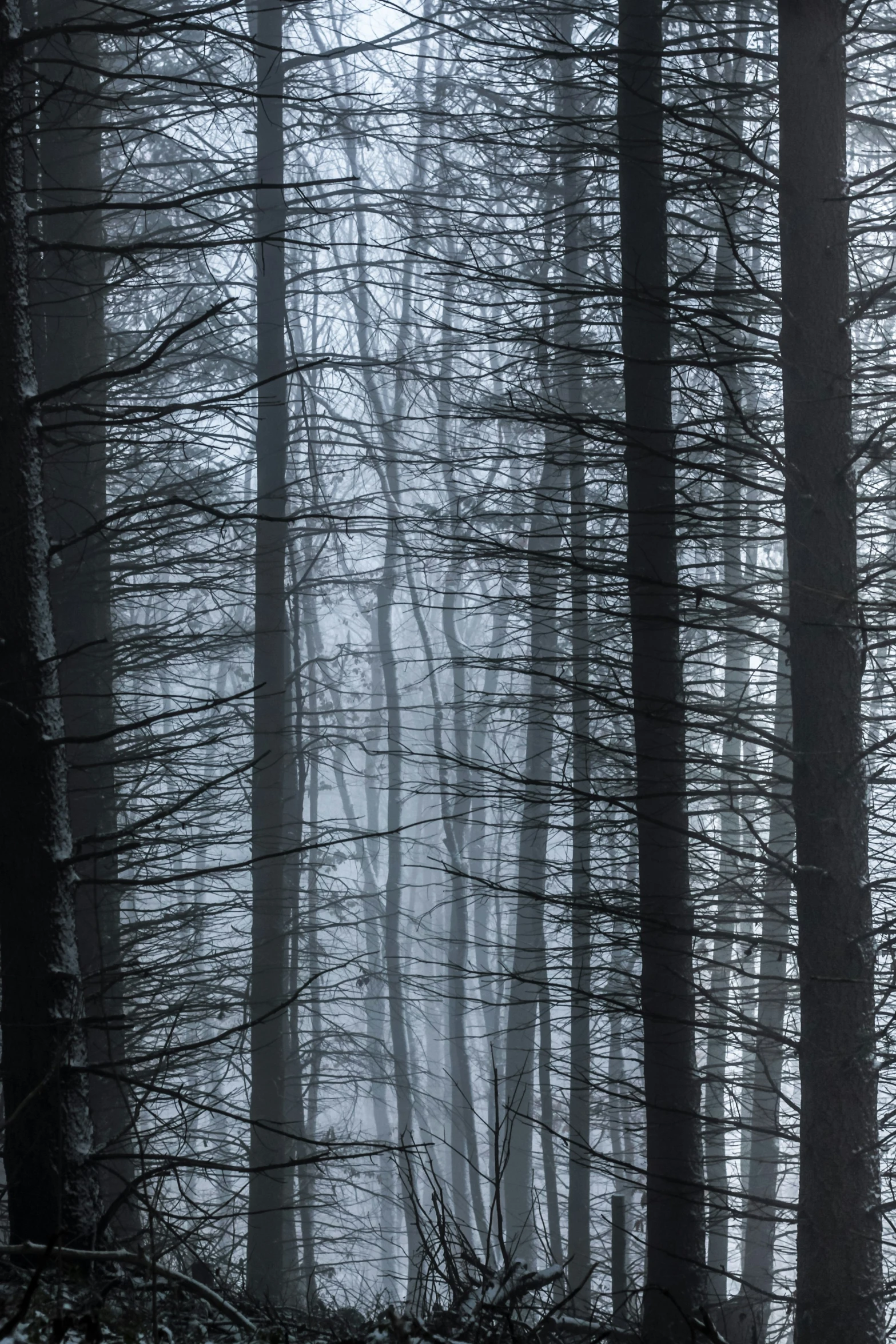 a foggy wooded area with thin trees