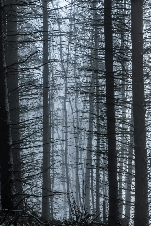 a foggy wooded area with thin trees