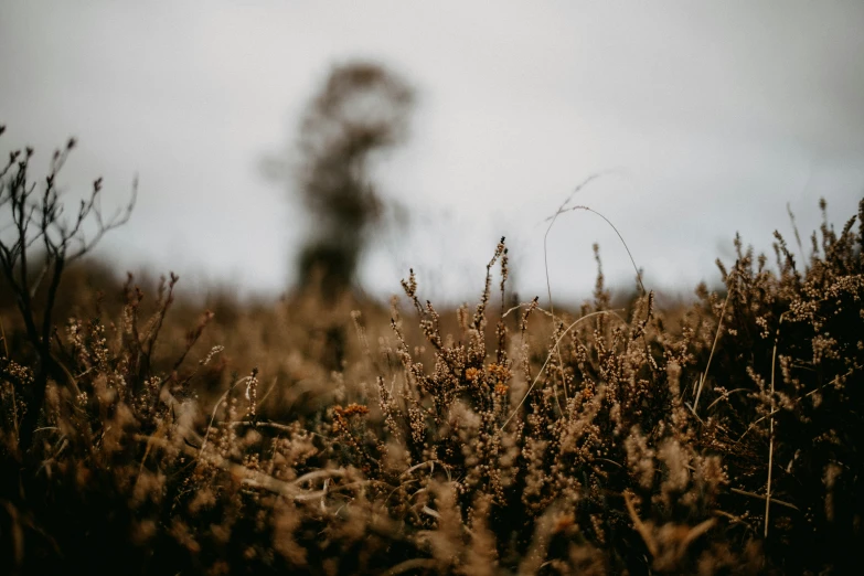 a tall tree silhouette in the middle of a field