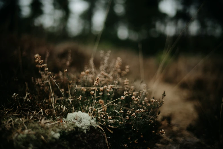 some bushes and flowers are growing in the grass