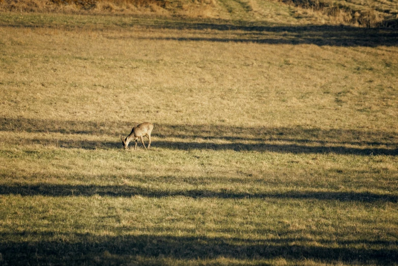 a deer is grazing in a field next to trees