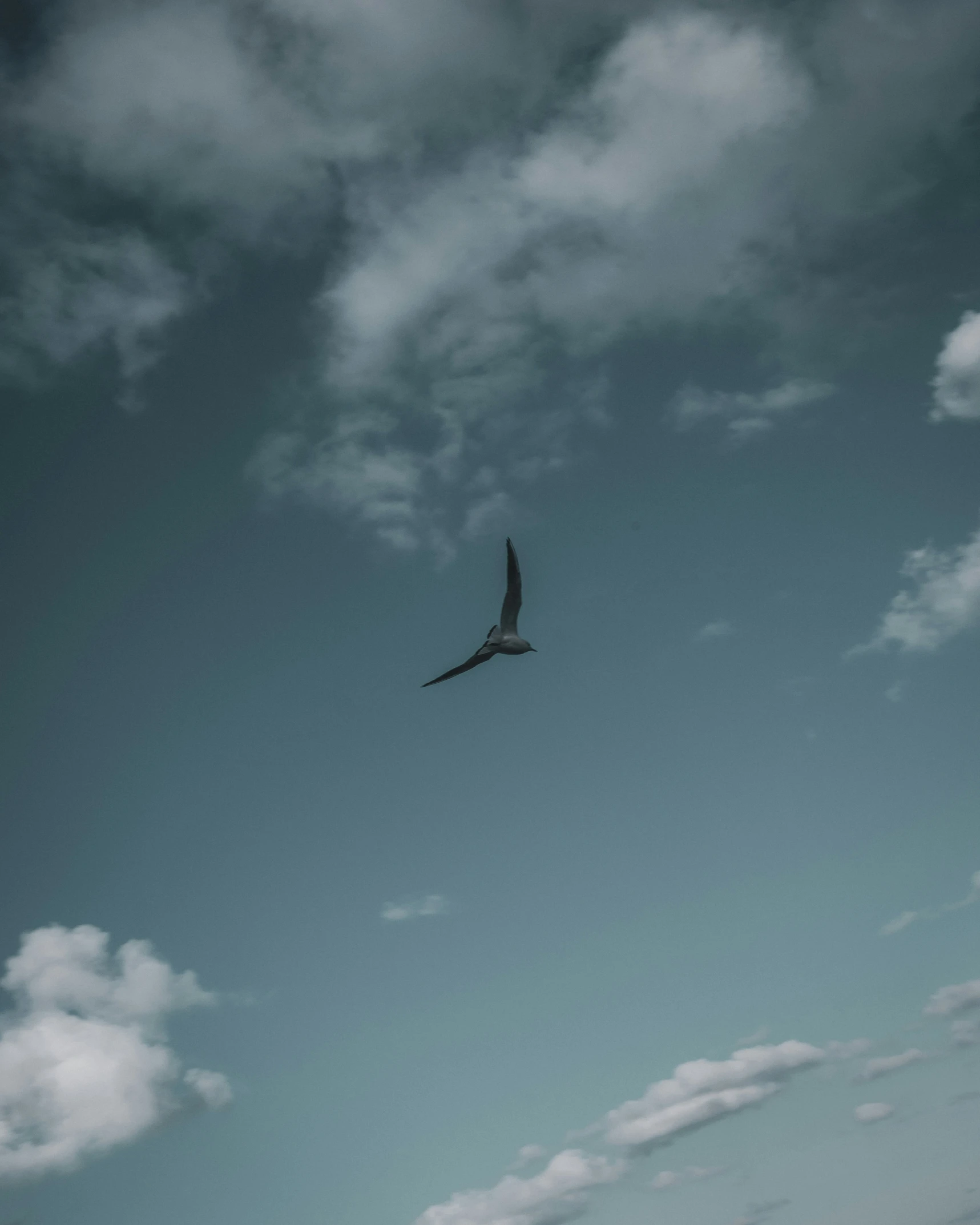 a single bird soaring through the sky