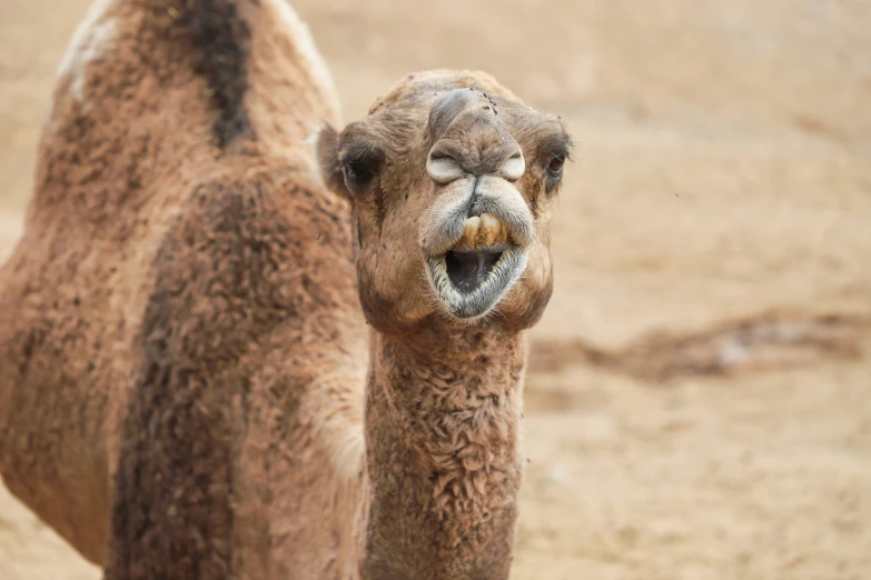 an animal is standing close to the camera