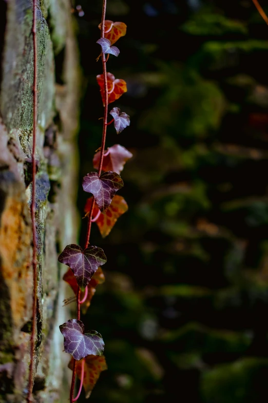 some purple leaves hanging from a tree in the forest