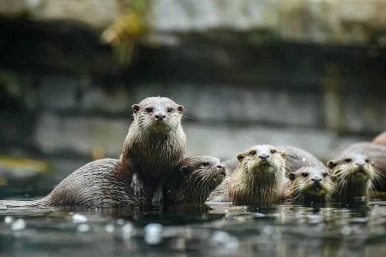 the otters swim together in the water and look at the camera