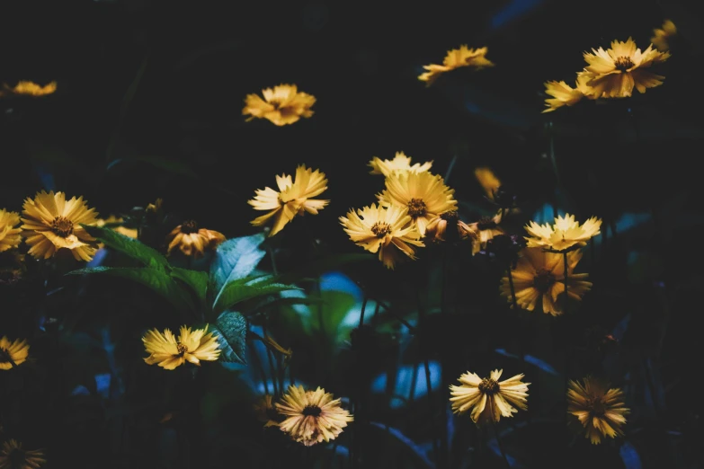 some yellow flowers and green grass under a dark sky