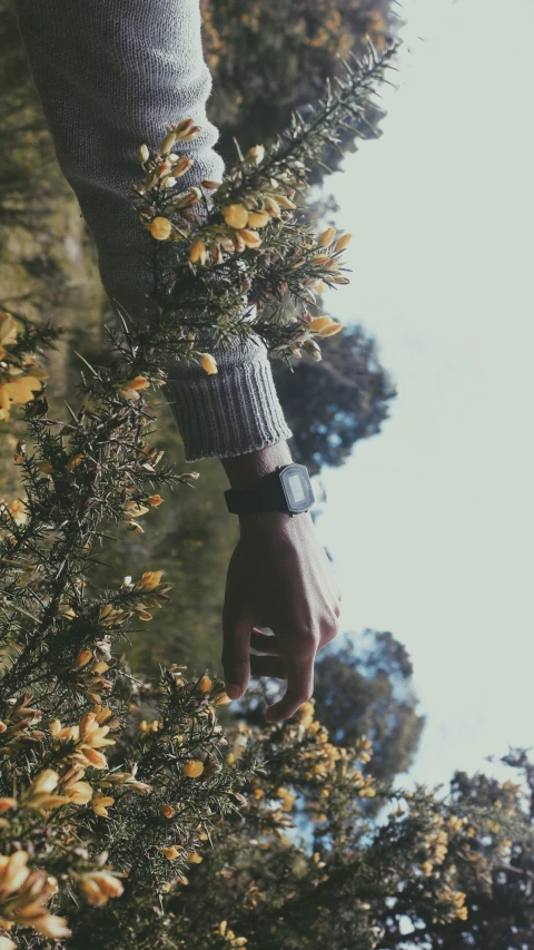 a person reaching towards some leaves and flowers