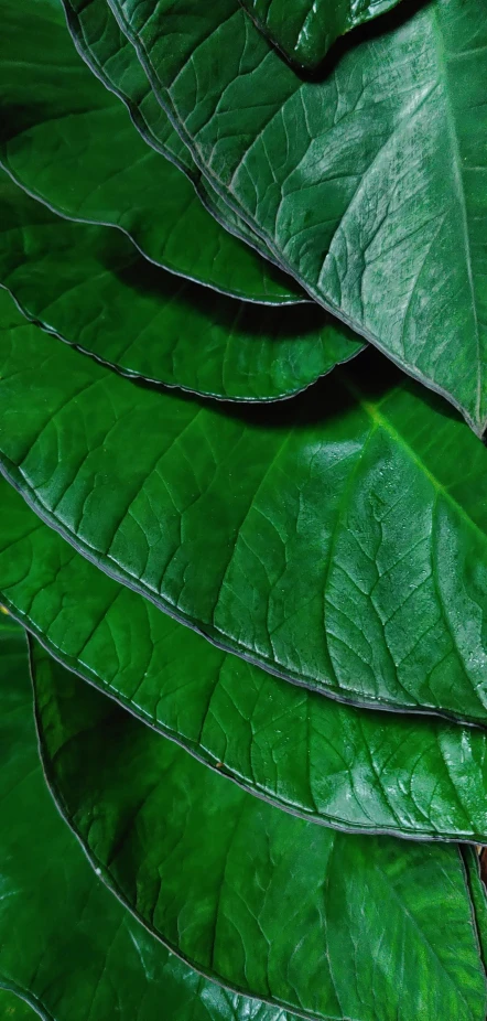 a green plant that is growing inside of it