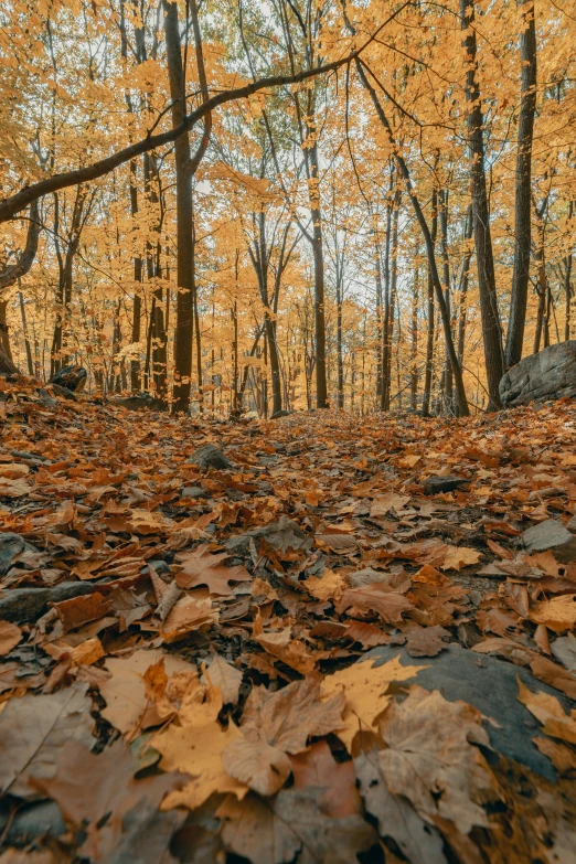 an autumn scene with leaves on the ground