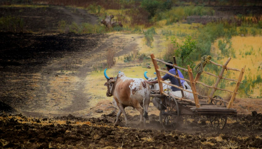 a man drives two bulls in a cart