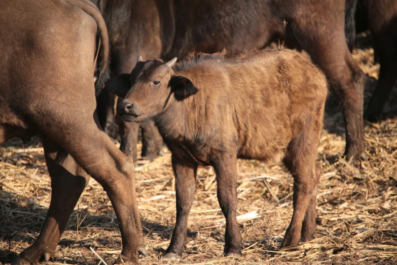 an adorable cow nursing from her mother in the sun