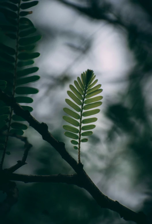 a leaf is resting on the tree nch