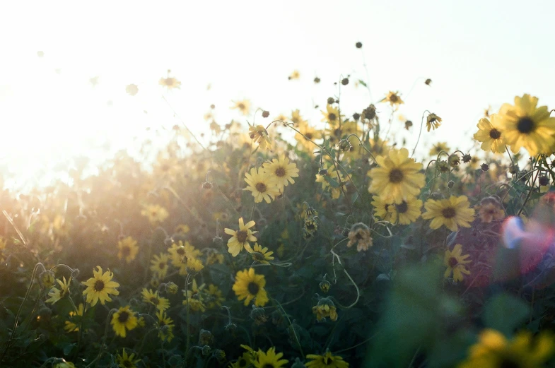 wildflowers on field against blue sky with sun in distance