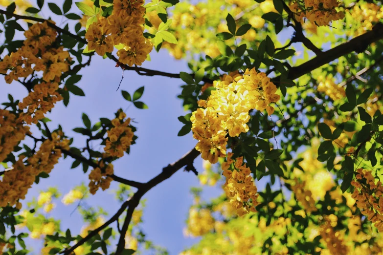 yellow flowers are blooming in a sunny day