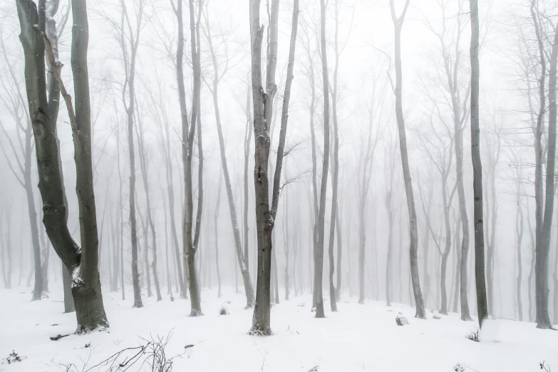 some tall and skinny trees are covered in snow