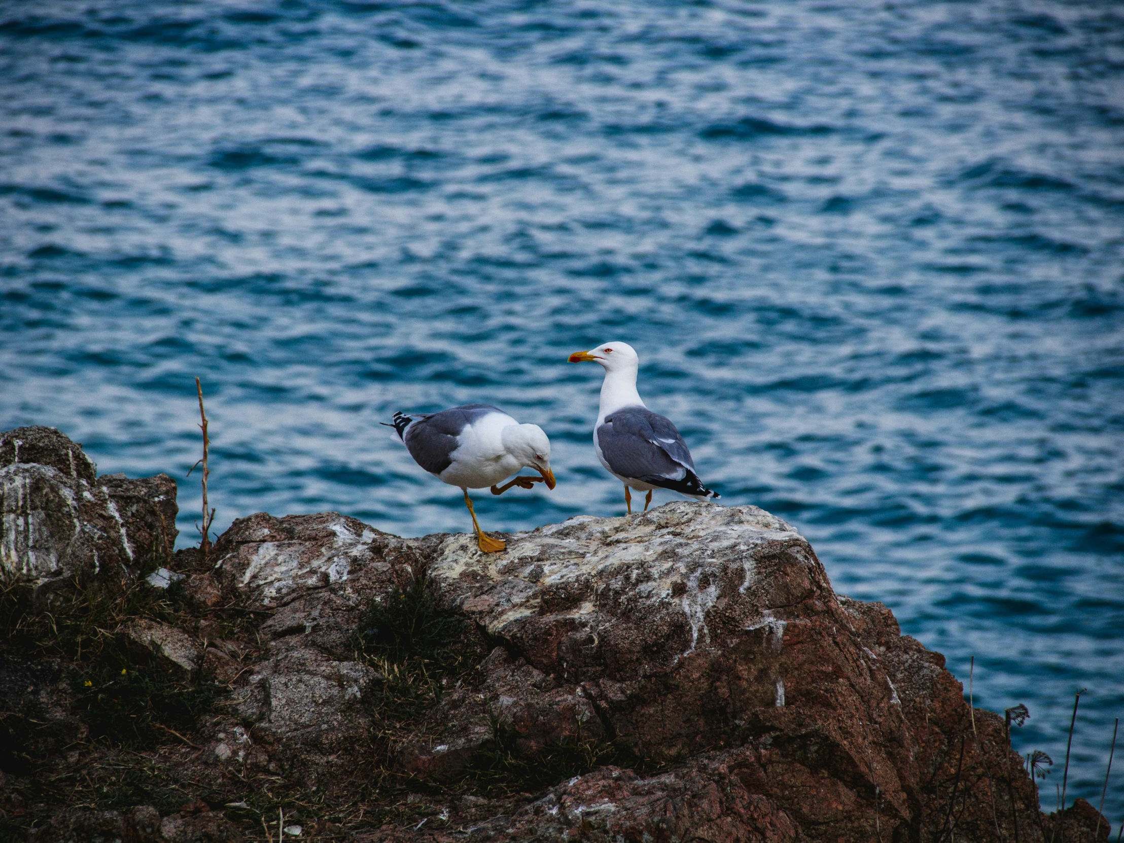 two seagulls are standing on the rocks by the water