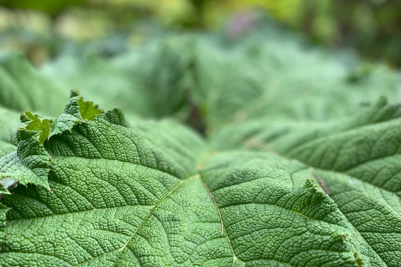 a closeup of green leaves in a field