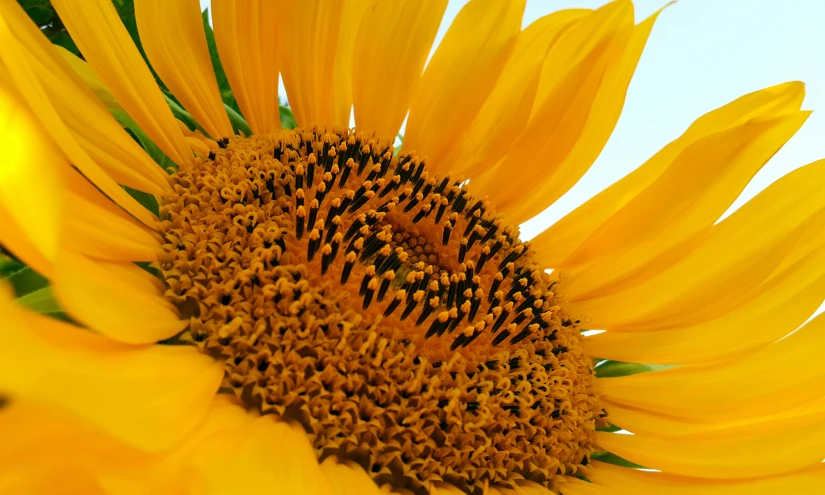 the bright yellow sunflower is close up