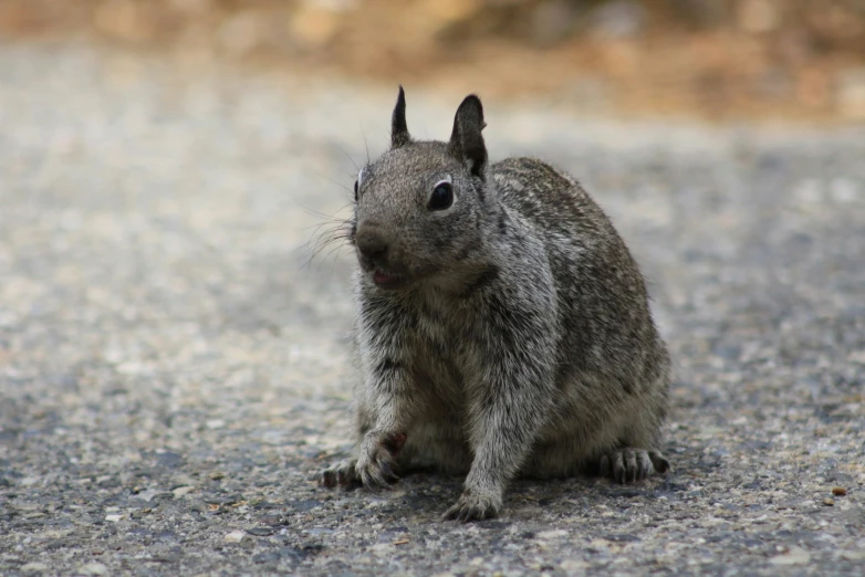 a gray squirrel standing on the street