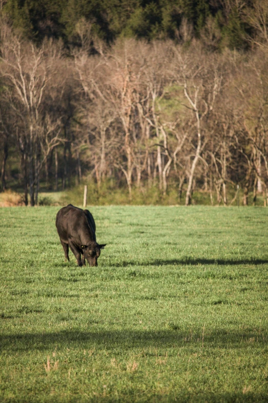 a large black cow grazing on a lush green field