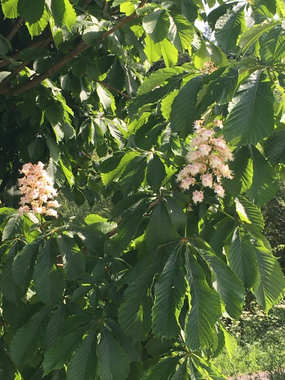 a leafy tree with pink flowers and large leaves