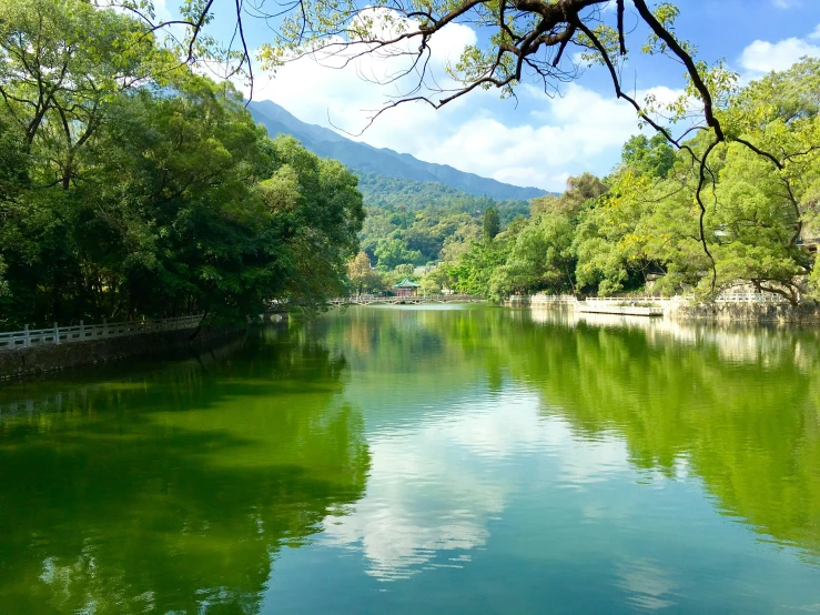 some trees and water in the middle of the day