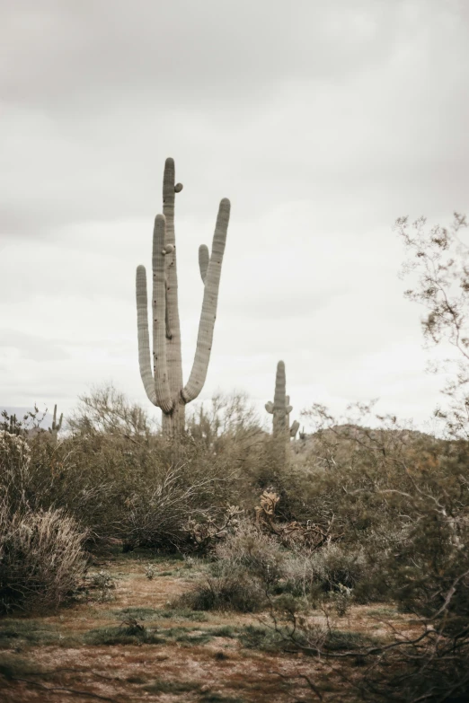 some very tall cactus bushes and plants under a cloudy sky