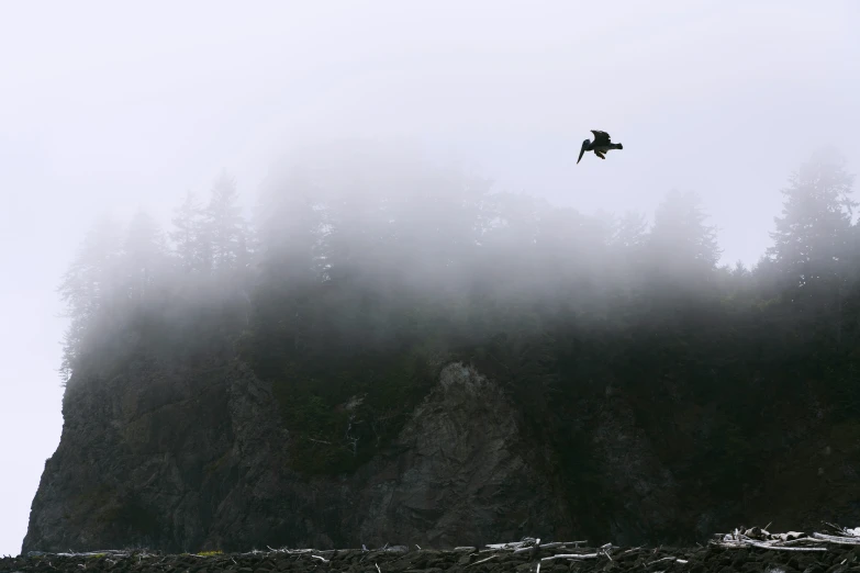 a bird flying over the top of a mountain in fog