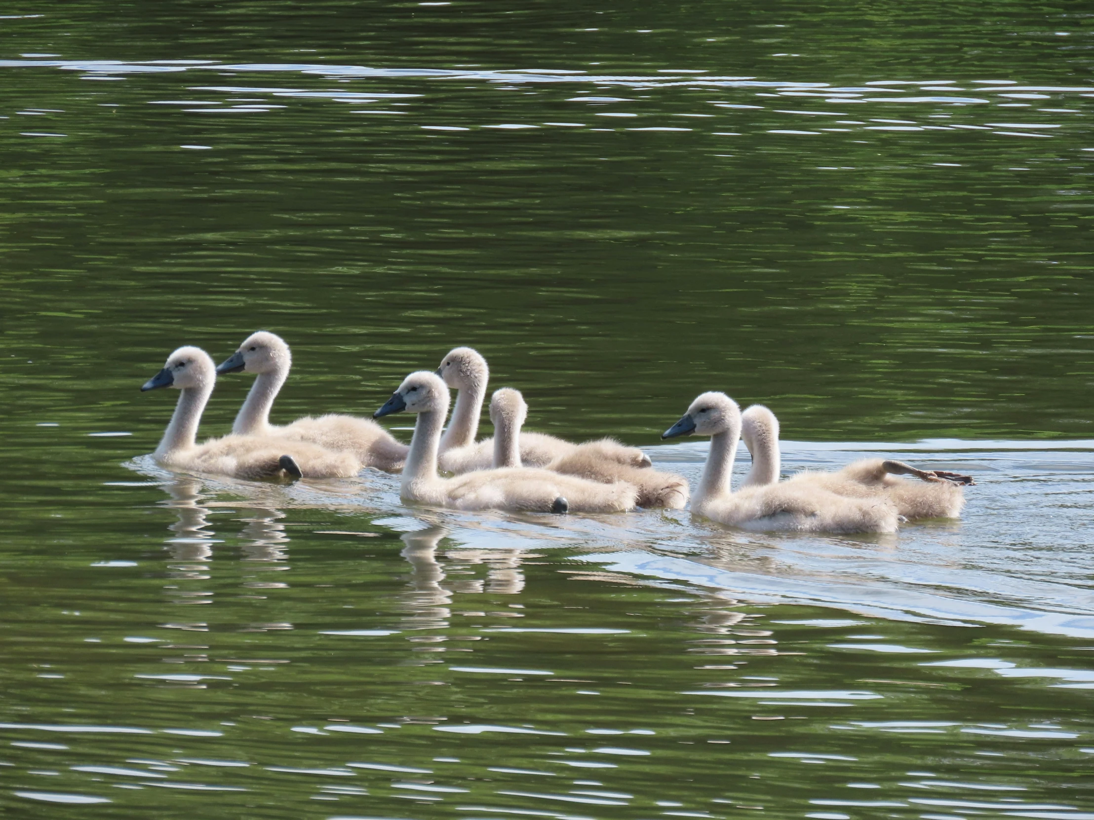 a flock of swans swimming in a lake