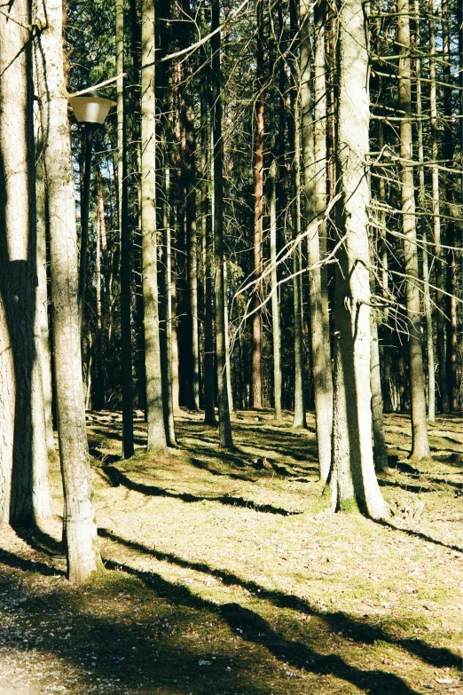 a person standing in the middle of some trees