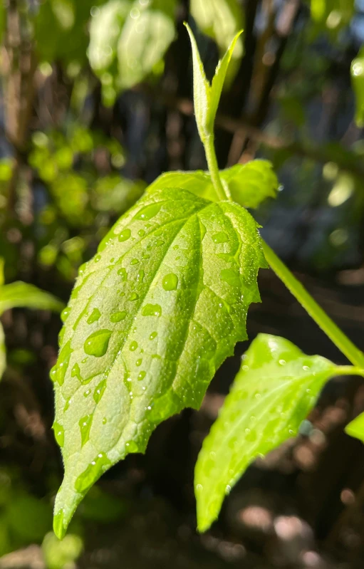 a closeup of a green leaf with drops on it