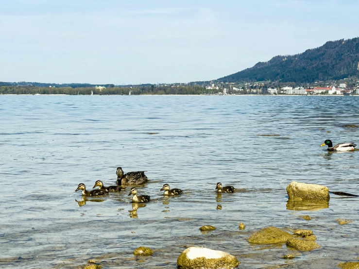 ducks are on the water near some large rocks