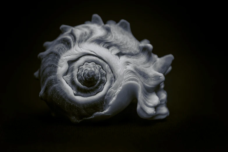 this is an image of a shell with black background