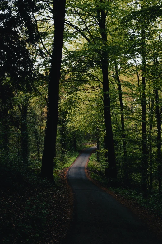 the road runs through a group of trees in the forest