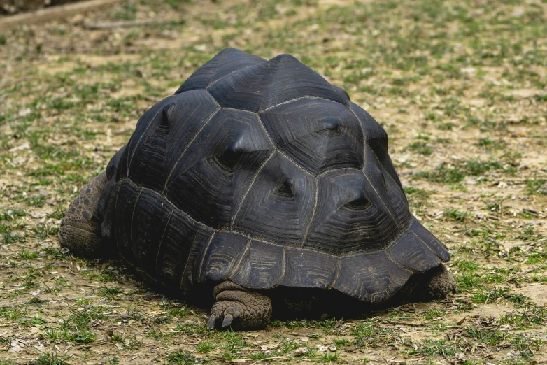 an animal with brown stripes laying on the grass