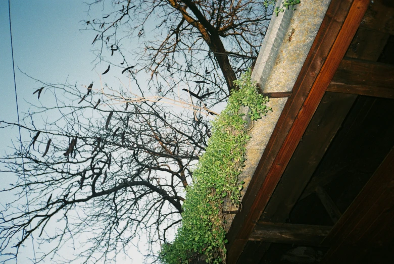 a view of a tree and an outside walkway from a house