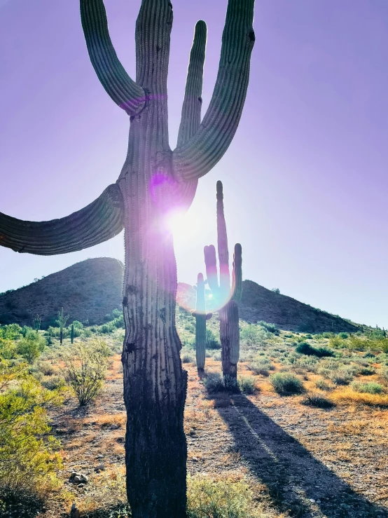 cactus plant in the middle of a desert