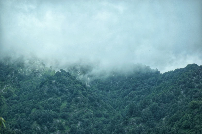 trees and mist behind a tall mountain range