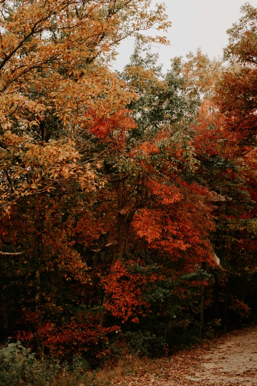 two people riding on their bikes near the woods