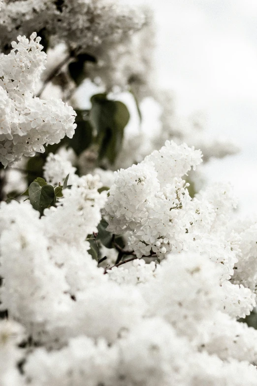 a small nch covered in snow with some small flowers