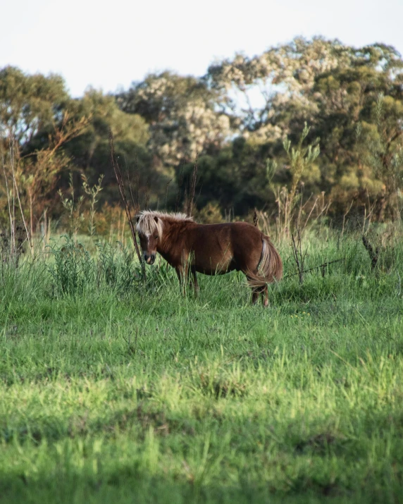 a brown horse in a field eating grass