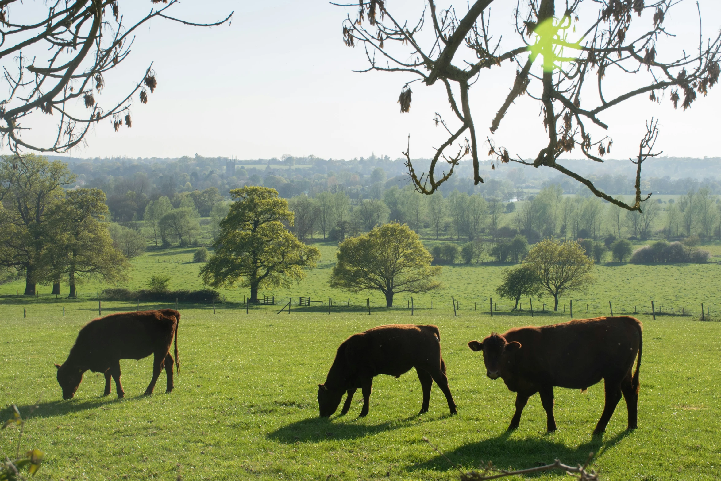 three cows grazing on a grass field in a pasture