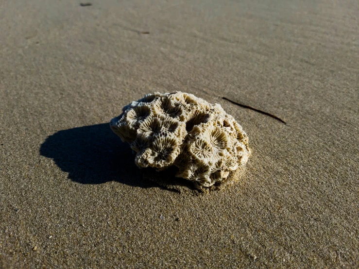 small ball shaped sea urchin on sandy surface