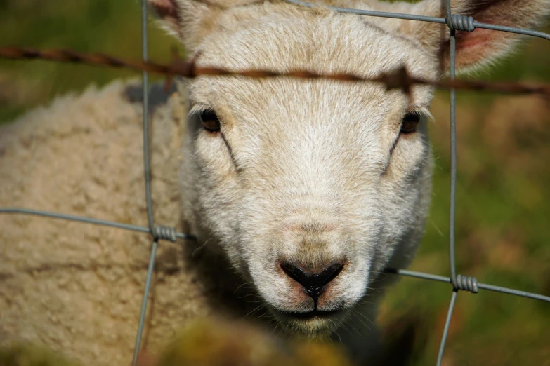 close up of sheep behind a barbed wire fence