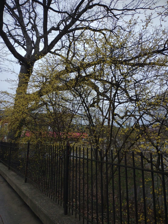 a lone tree is in front of a fence