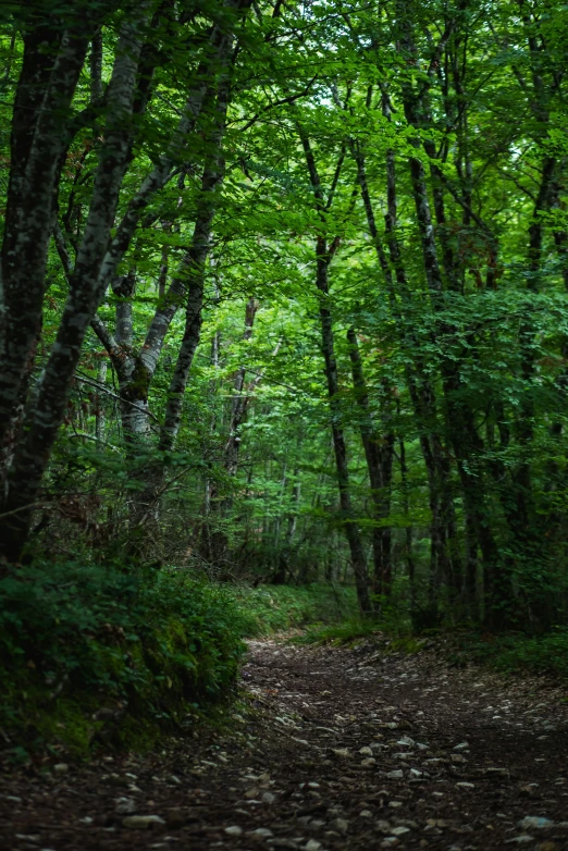 there is a forest with lots of trees and plants