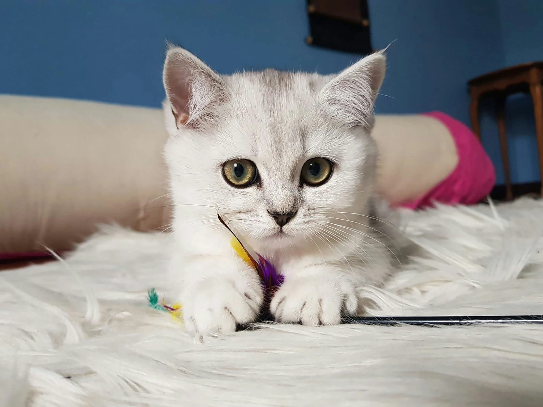 a white kitten lays on a white furry blanket