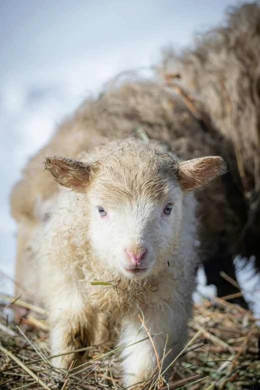 a white sheep and a brown sheep in straw